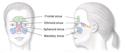 Front and Profile Sinuses